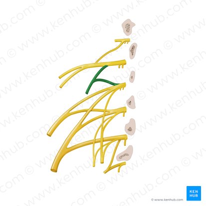 Genitofemoral nerve (Nervus genitofemoralis); Image: Begoña Rodriguez
