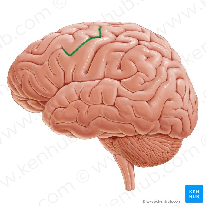 Surco precentral (Sulcus precentralis); Imagen: Paul Kim