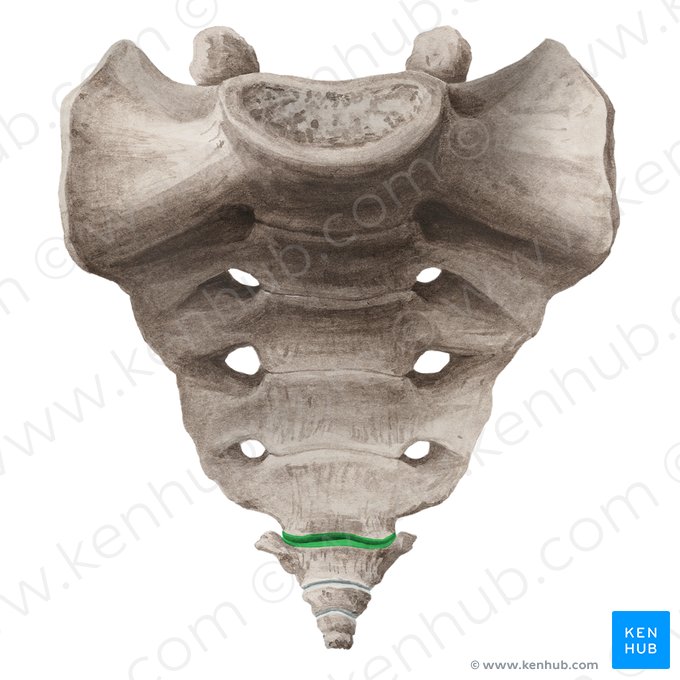 Articulación sacrococcígea (Articulatio sacrococcygea); Imagen: Liene Znotina