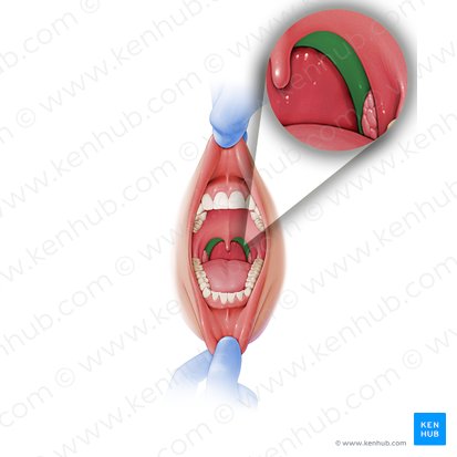 Arco palatofaríngeo (Arcus palatopharyngeus); Imagem: Paul Kim