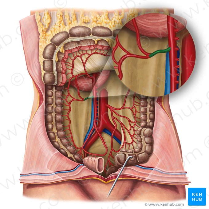 Right colic artery (Arteria colica dextra); Image: Irina Münstermann