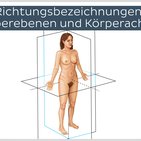 Richtungsbezeichnungen, Körperebenen und Körperachsen