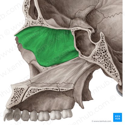 Perpendicular plate of ethmoid bone (Lamina perpendicularis ossis ethmoidalis); Image: Yousun Koh