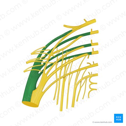 División fibular común del nervio ciático (Divisio fibularis communis nervi ischiadici); Imagen: Begoña Rodriguez