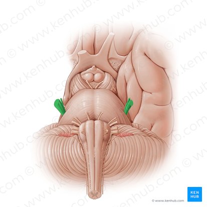 Nervo trigêmeo (Nervus trigeminus); Imagem: Paul Kim