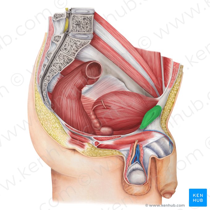 Sínfisis del pubis (Symphysis pubica); Imagen: Irina Münstermann