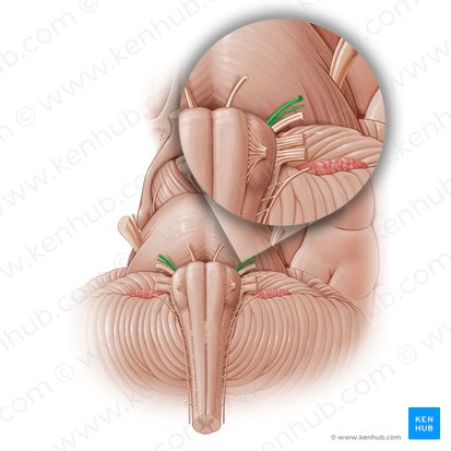 Facial nerve (Nervus facialis); Image: Paul Kim