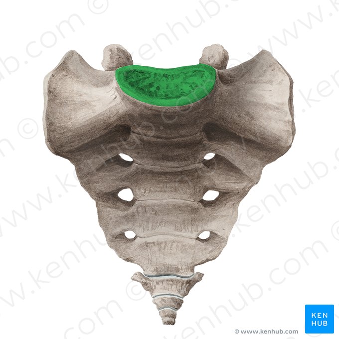 Basis ossis sacri (Basis des Kreuzbeins); Bild: Liene Znotina