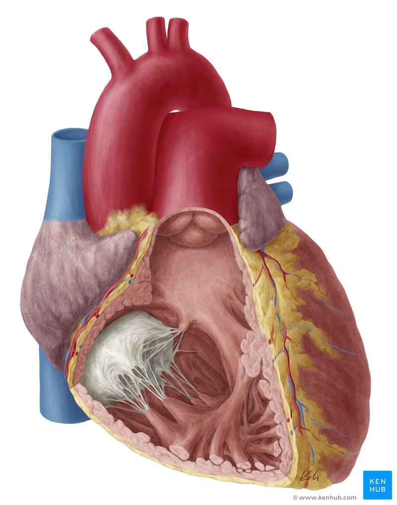Conus arteriosus Anatomy and function Kenhub