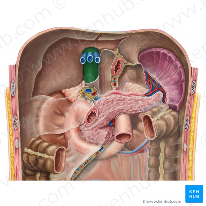 Vena cava inferior (Untere Hohlvene); Bild: Irina Münstermann