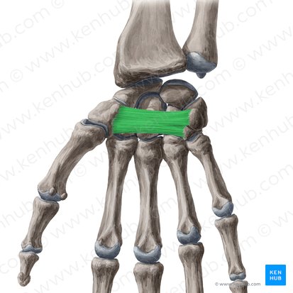 Retinaculum flexorum carpi (Halteband der Beugesehnen der Hand); Bild: Yousun Koh
