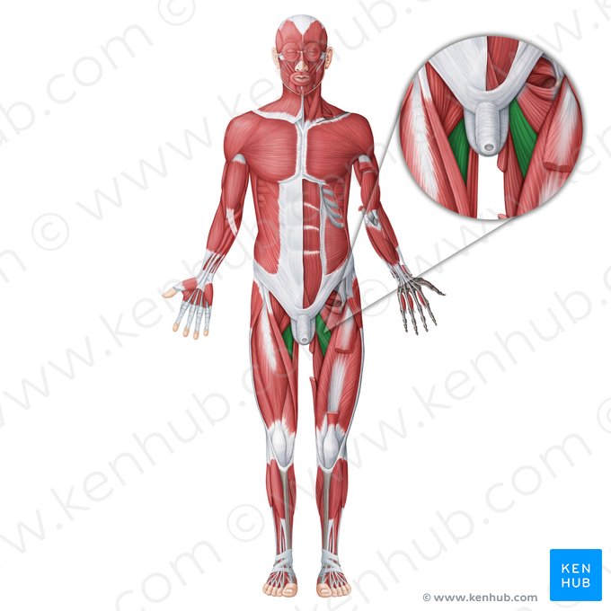 Musculus adductor longus (Langer Oberschenkelanzieher); Bild: Irina Münstermann