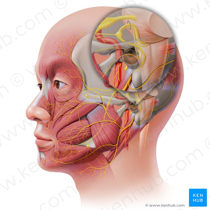 Tympanic plexus (Plexus tympanicus); Image: Paul Kim