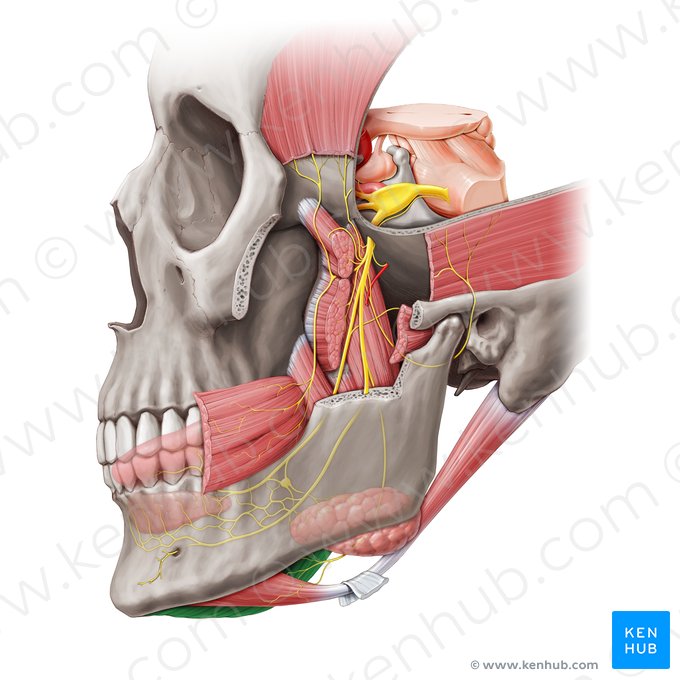 Músculo milo-hióideo (Musculus mylohyoideus); Imagem: Paul Kim