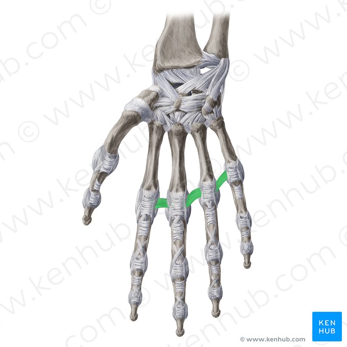 Ligamento metacarpal transverso profundo (Ligamentum metacarpeum transversum profundum); Imagem: Yousun Koh