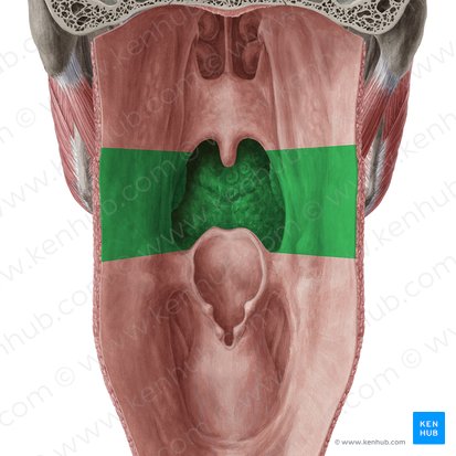 Pars oralis pharyngis (Mundrachen); Bild: Yousun Koh