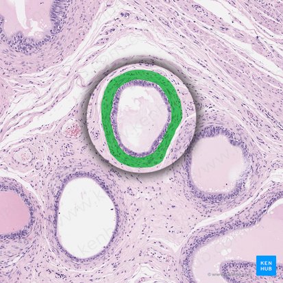 Capa circular de músculo liso (Tunica circularis muscularis); Imagen: 