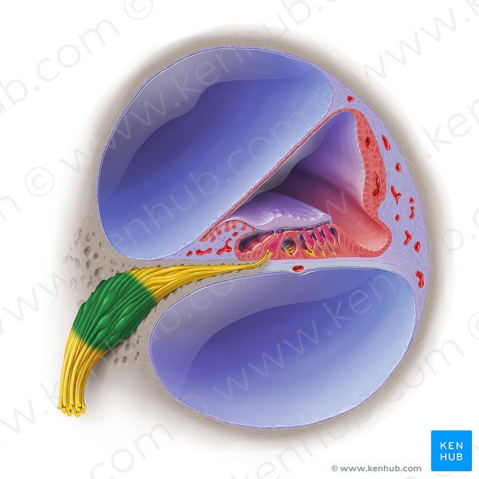 Cochlear ganglion (Ganglion cochleare); Image: Paul Kim