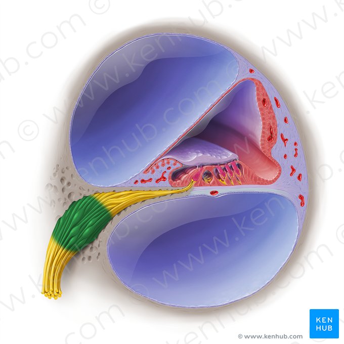 Ganglio coclear (Ganglion cochleare); Imagen: Paul Kim