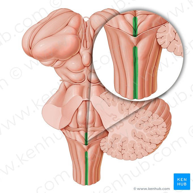 Sillon médian postérieur de la moelle allongée (Sulcus medianus posterior); Image : Paul Kim