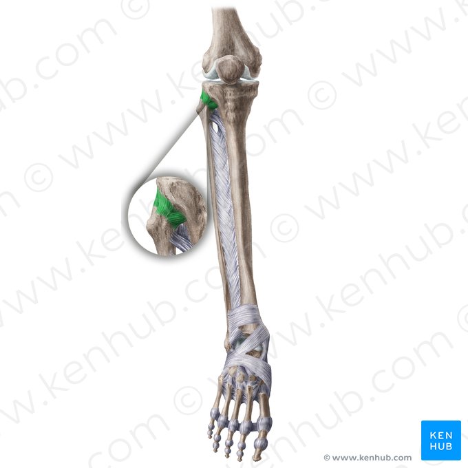 Ligamento anterior de la cabeza de la fíbula (Ligamentum anterius capitis fibulae); Imagen: Liene Znotina