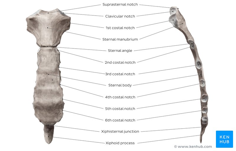 Anatomy and costal notches of the sternum