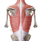 Anatomie du dos : rachis et muscles du dos