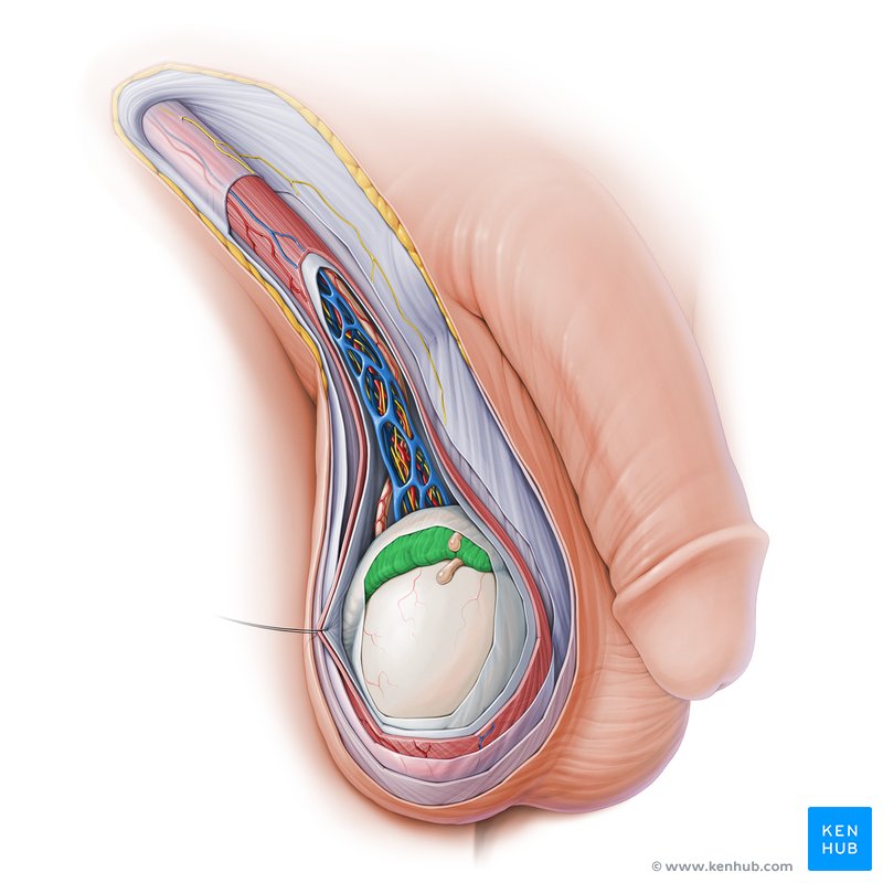 Epididymis - lateral-right view