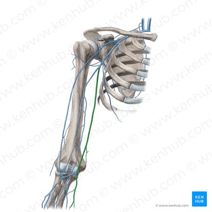 Basilic vein (Vena basilica); Image: Yousun Koh