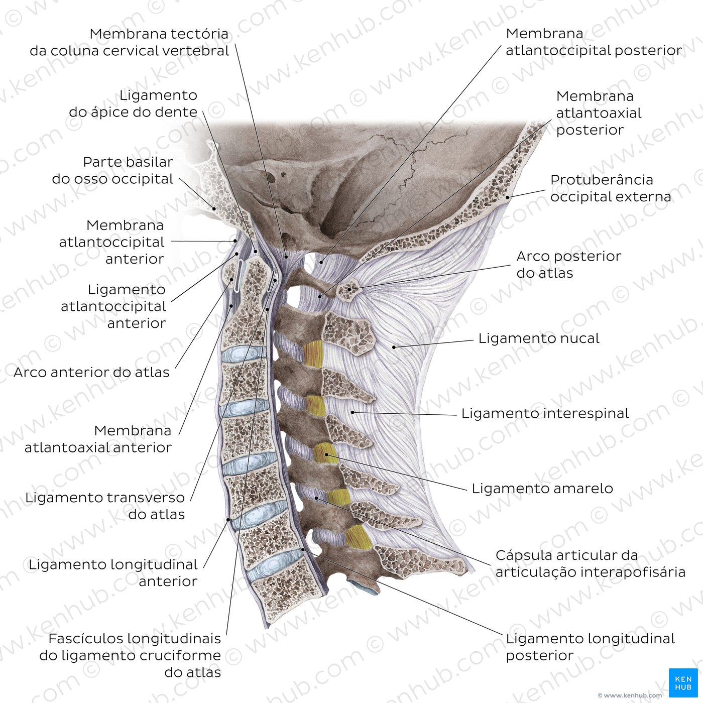 Articulações e ligamentos crâniovertebrais - diagrama