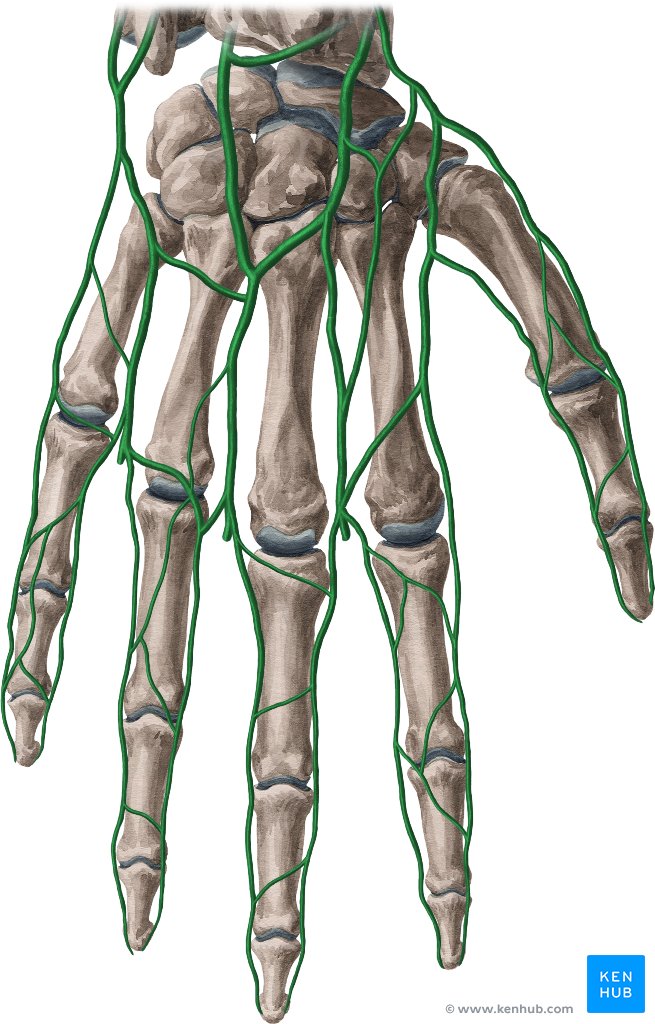 Dorsal venous network of the hand - ventral view