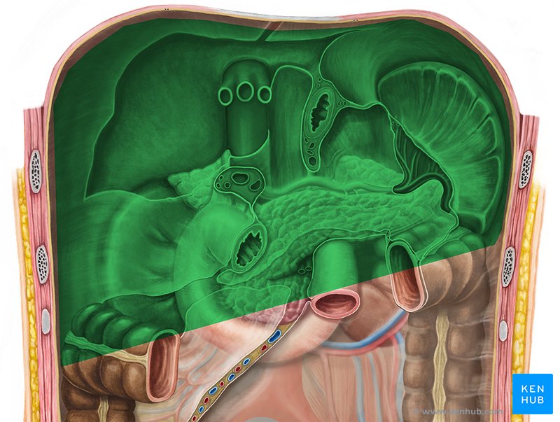 Supracolic compartment - ventral view