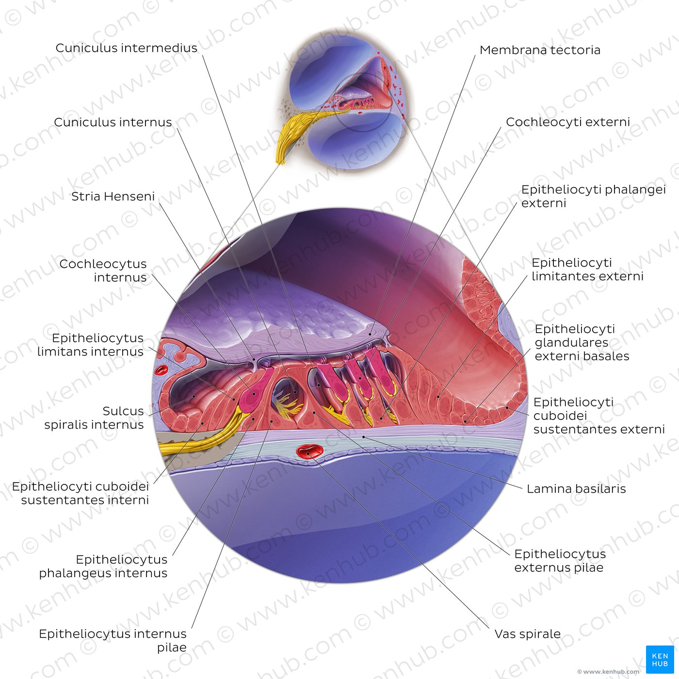 Cochlear duct/spiral organ: cross section