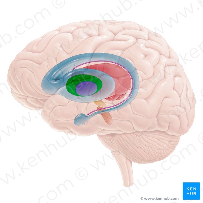 Segmento lateral del globo pálido (Globus pallidus lateralis); Imagen: Paul Kim