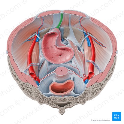 Ligamento umbilical medio (Ligamentum umbilicale medianum); Imagen: Paul Kim