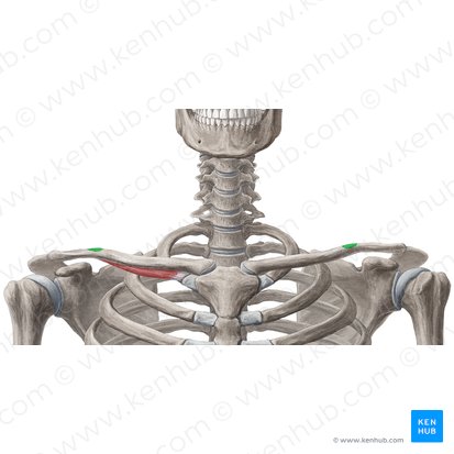 Tubérculo conoide da clavícula (Tuberculum conoideum claviculae); Imagem: Yousun Koh