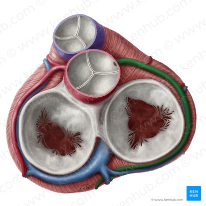 Right coronary artery (Arteria coronaria dextra); Image: Yousun Koh