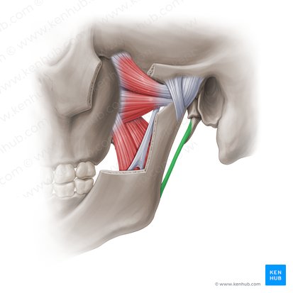 Ligamento estilomandibular (Ligamentum stylomandibulare); Imagen: Paul Kim