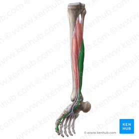 Flexor hallucis longus muscle (Musculus flexor hallucis longus); Image: Liene Znotina