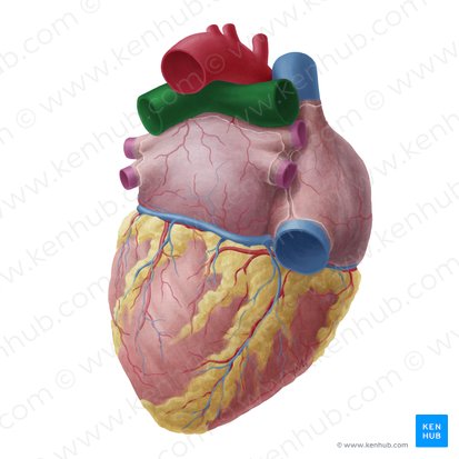 Pulmonary artery (Arteria pulmonalis); Image: Yousun Koh