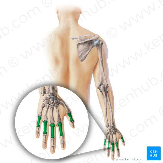 Falange proximal de la mano (Phalanx proximalis manus); Imagen: Paul Kim