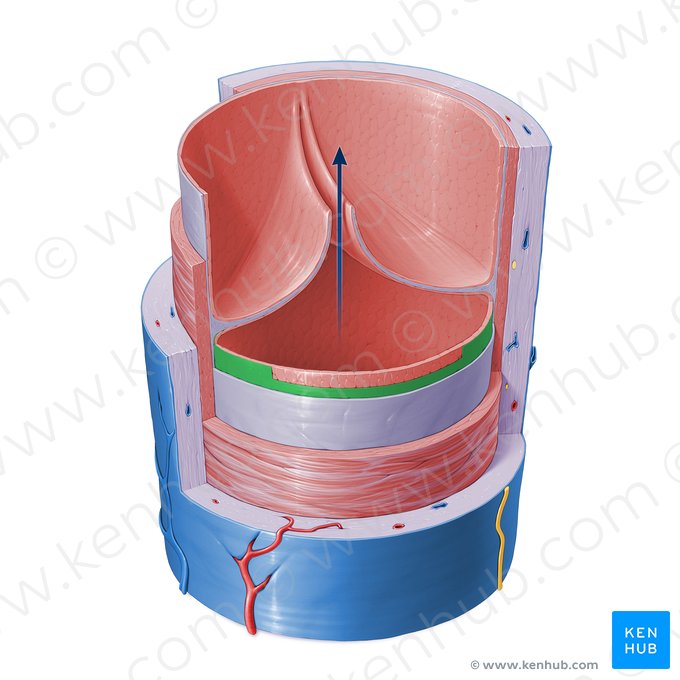 Membrana basal de una vena (Membrana basalis venae); Imagen: Paul Kim