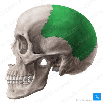 Parietal bone (Os parietale); Image: Yousun Koh