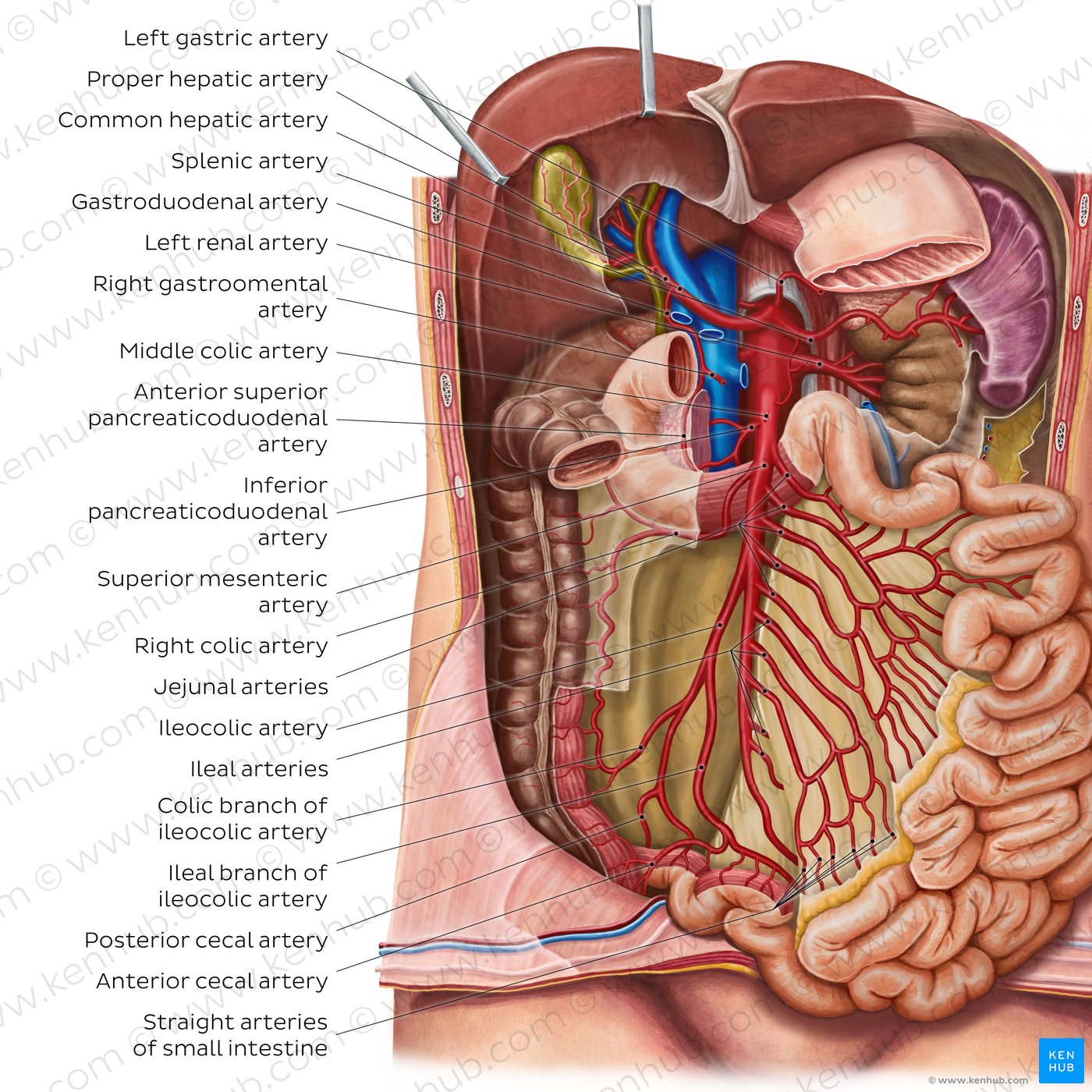 Arteries of the small intestine