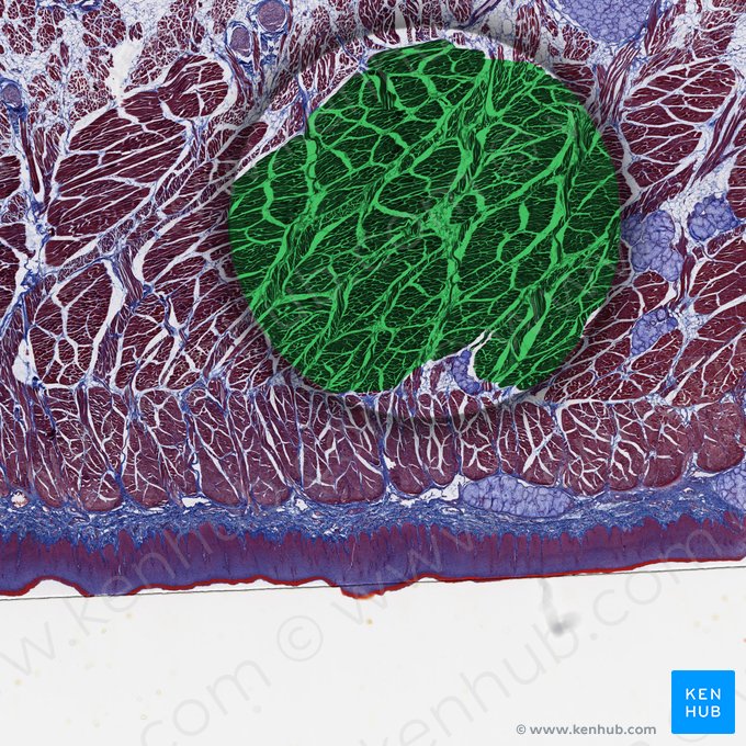 Transverse muscle of tongue (Musculus transversus linguae); Image: 