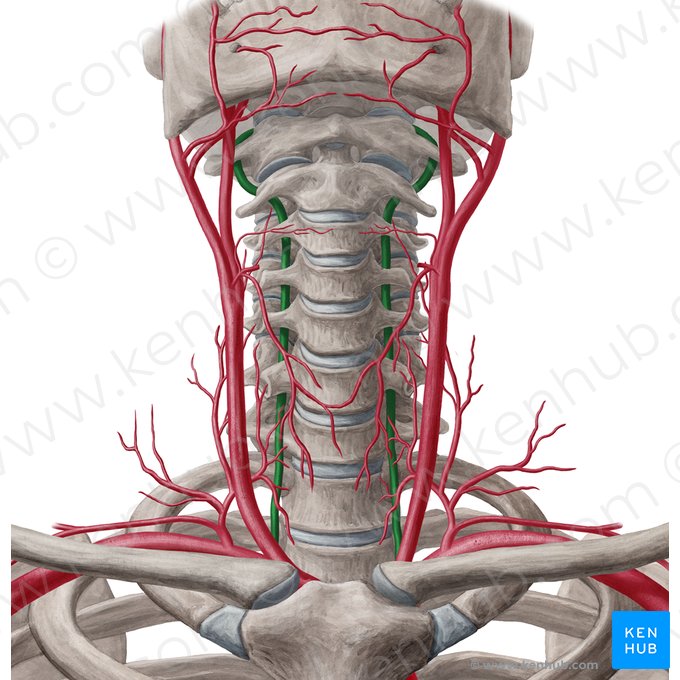 Artéria vertebral (Arteria vertebralis); Imagem: Yousun Koh