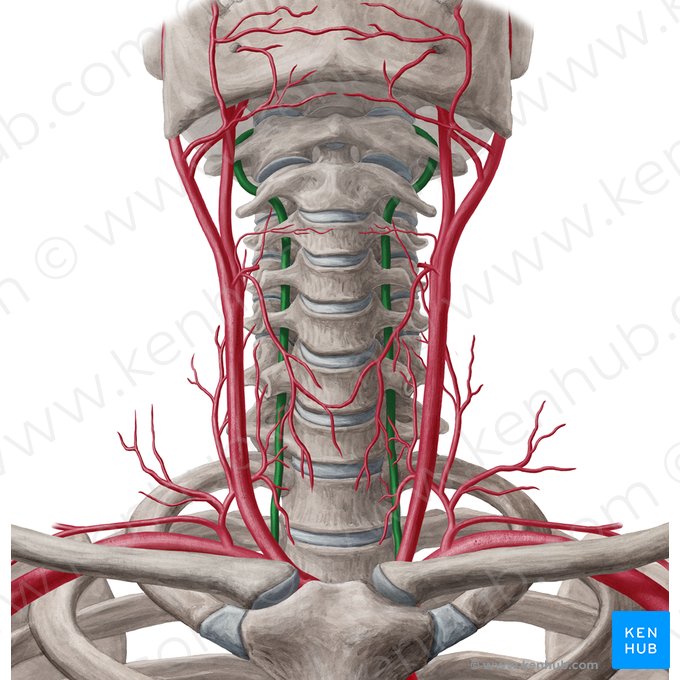 Arteria vertebral (Arteria vertebralis); Imagen: Yousun Koh