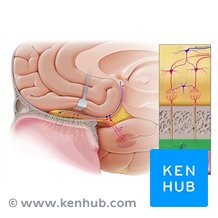 Lamina propria Anatomy, structure and function Kenhub