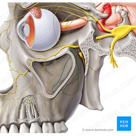 Nervo alveolar superior posterior (Nervus alveolaris superior posterior); Imagem: Paul Kim