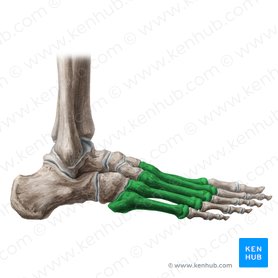 Huesos del metatarso (Ossa metatarsi); Imagen: Liene Znotina